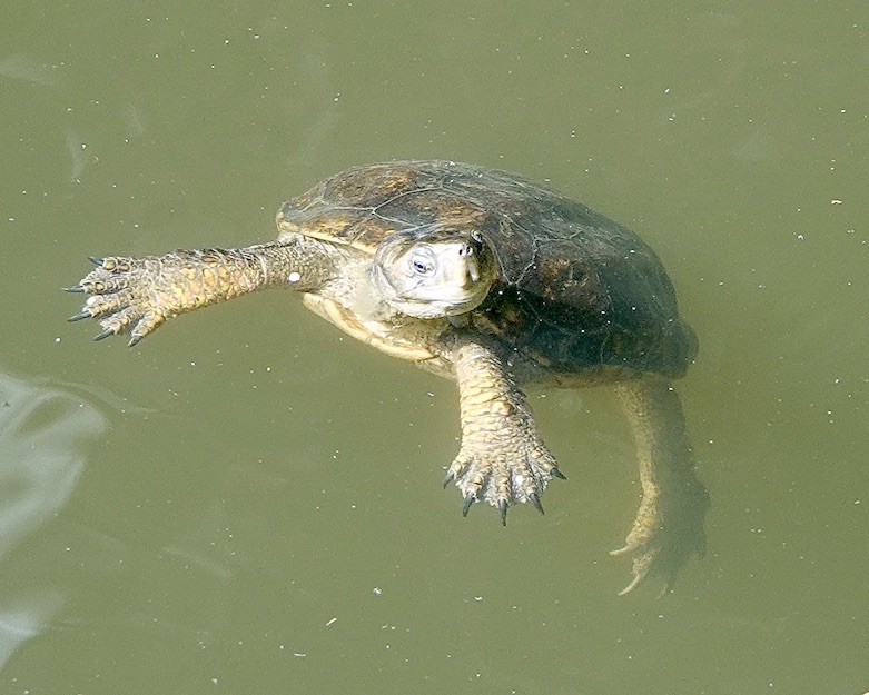 terrapin